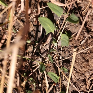 Einadia nutans subsp. nutans at Nicholls, ACT - 16 Sep 2024