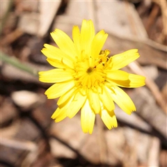 Hypochaeris radicata (Cat's Ear, Flatweed) at Nicholls, ACT - 16 Sep 2024 by ConBoekel