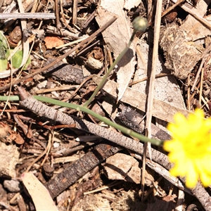 Hypochaeris radicata at Nicholls, ACT - 16 Sep 2024