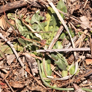 Hypochaeris radicata at Nicholls, ACT - 16 Sep 2024