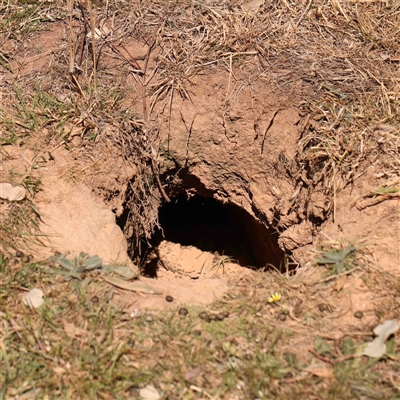 Oryctolagus cuniculus (European Rabbit) at Nicholls, ACT - 16 Sep 2024 by ConBoekel