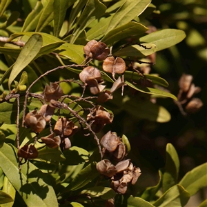 Bursaria spinosa at Nicholls, ACT - 16 Sep 2024