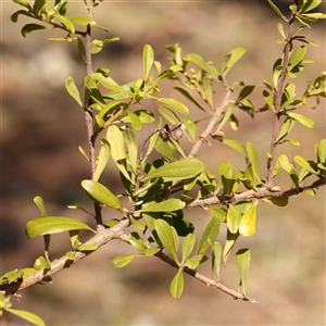 Bursaria spinosa at Nicholls, ACT - 16 Sep 2024 02:23 PM