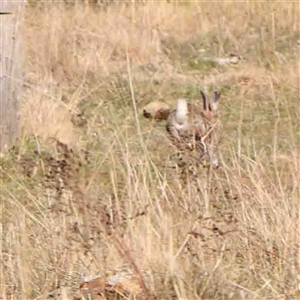 Oryctolagus cuniculus at Nicholls, ACT - 16 Sep 2024