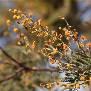 Acacia dealbata subsp. dealbata at Nicholls, ACT - 16 Sep 2024