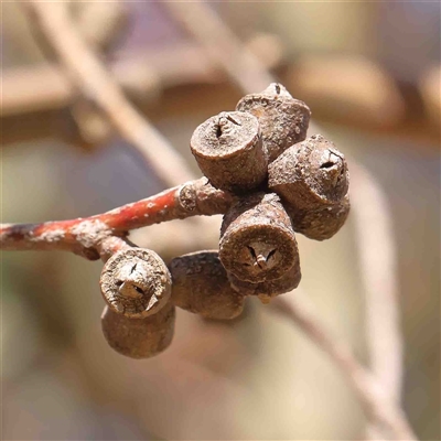 Eucalyptus nortonii at Nicholls, ACT - 16 Sep 2024 by ConBoekel