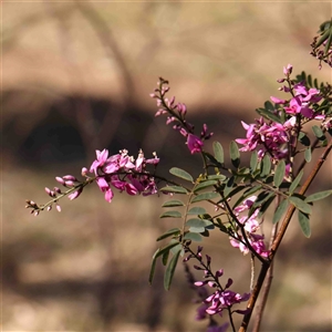 Indigofera australis subsp. australis at Nicholls, ACT - 16 Sep 2024