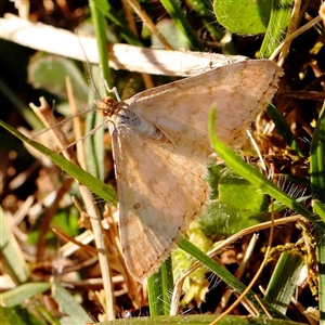 Scopula rubraria at Nicholls, ACT - 16 Sep 2024 02:34 PM