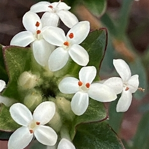 Pimelea ligustrina subsp. ligustrina at Fentons Creek, VIC by KL