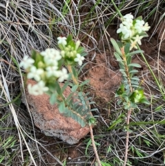 Pimelea humilis at Fentons Creek, VIC - suppressed
