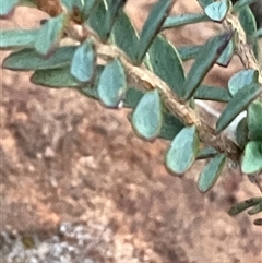 Pimelea humilis at Fentons Creek, VIC - suppressed