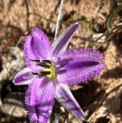 Thysanotus patersonii (Twining Fringe Lily) at Fentons Creek, VIC - 18 Sep 2024 by KL