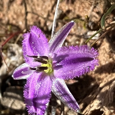 Thysanotus patersonii (Twining Fringe Lily) at Fentons Creek, VIC - 18 Sep 2024 by KL