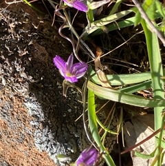 Thysanotus patersonii at Fentons Creek, VIC - suppressed