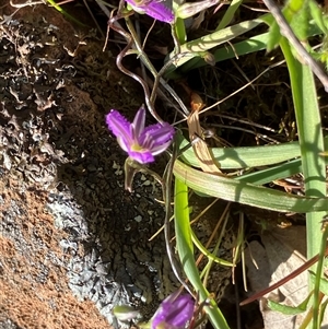 Thysanotus patersonii at Fentons Creek, VIC - suppressed