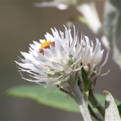 Coronidium elatum (White Everlasting Daisy) at Woonona, NSW - 15 Sep 2024 by jb2602