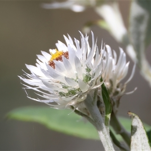 Coronidium elatum at Woonona, NSW - 15 Sep 2024