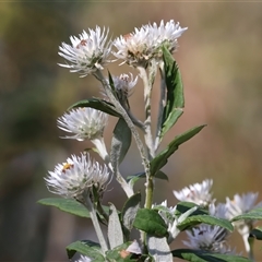 Coronidium elatum at Woonona, NSW - 15 Sep 2024