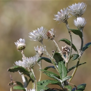 Coronidium elatum at Woonona, NSW - 15 Sep 2024