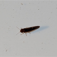 Psyllidae sp. (family) at Watson, ACT - 18 Sep 2024