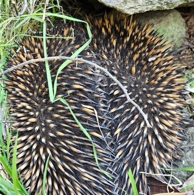 Tachyglossus aculeatus (Short-beaked Echidna) at Burrinjuck, NSW - 18 Sep 2024 by Bidge