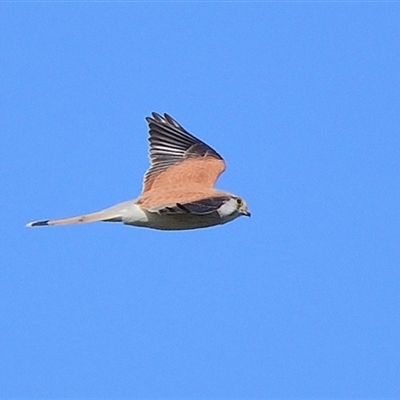 Falco cenchroides (Nankeen Kestrel) at Tahmoor, NSW - 17 Sep 2024 by Freebird