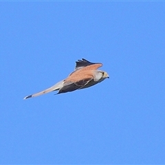 Falco cenchroides at Tahmoor, NSW - 17 Sep 2024 04:33 PM