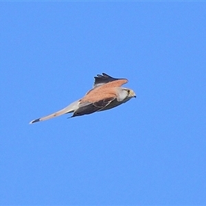 Falco cenchroides at Tahmoor, NSW - 17 Sep 2024 04:33 PM