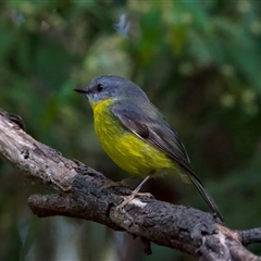 Eopsaltria australis (Eastern Yellow Robin) at Bulli, NSW - 14 Sep 2024 by jb2602