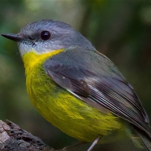 Eopsaltria australis at Bulli, NSW - 14 Sep 2024