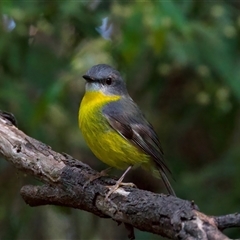 Eopsaltria australis at Bulli, NSW - 14 Sep 2024