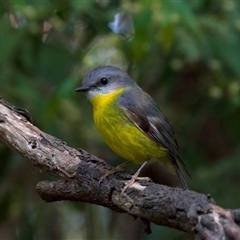 Eopsaltria australis at Bulli, NSW - 14 Sep 2024