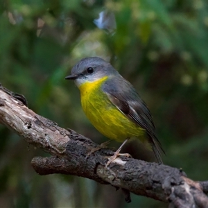 Eopsaltria australis at Bulli, NSW - 14 Sep 2024