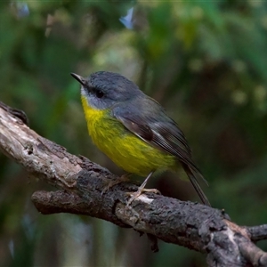 Eopsaltria australis at Bulli, NSW - 14 Sep 2024