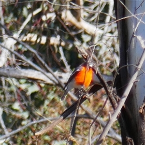 Petroica phoenicea at Rendezvous Creek, ACT - 18 Sep 2024