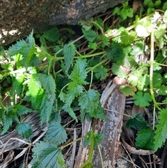 Urtica incisa (Stinging Nettle) at Rendezvous Creek, ACT - 18 Sep 2024 by MB