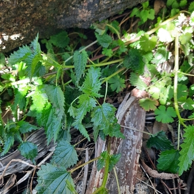 Urtica incisa (Stinging Nettle) at Rendezvous Creek, ACT - 18 Sep 2024 by MB