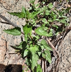 Urtica incisa at Rendezvous Creek, ACT - 18 Sep 2024