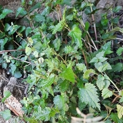 Urtica incisa at Rendezvous Creek, ACT - 18 Sep 2024