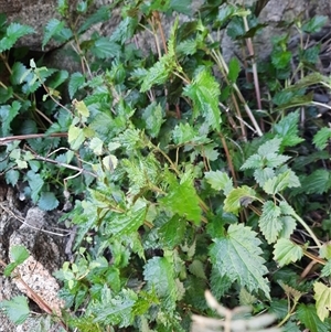 Urtica incisa at Rendezvous Creek, ACT - 18 Sep 2024 12:31 PM