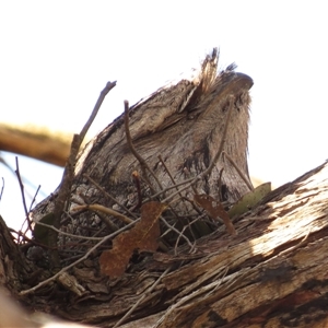 Podargus strigoides at Kambah, ACT - 18 Sep 2024 12:36 PM