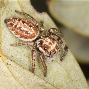 Opisthoncus sp. (genus) at Melba, ACT - 17 Sep 2024 01:30 PM