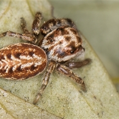 Opisthoncus sp. (genus) at Melba, ACT - 17 Sep 2024