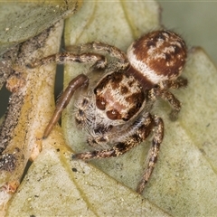 Opisthoncus sp. (genus) at Melba, ACT - 17 Sep 2024 01:30 PM