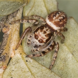 Opisthoncus sp. (genus) at Melba, ACT - 17 Sep 2024 01:30 PM