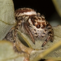 Opisthoncus sp. (genus) at Melba, ACT - 17 Sep 2024