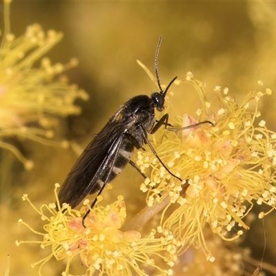 Sciaridae sp. (family) (Black fungus gnat) at Melba, ACT - 17 Sep 2024 by kasiaaus