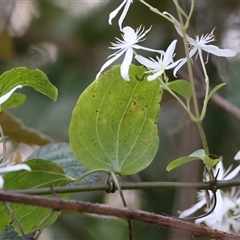 Clematis glycinoides (Headache Vine) at Woonona, NSW - 15 Sep 2024 by jb2602