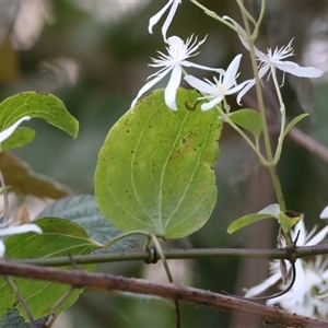 Clematis glycinoides at Woonona, NSW - 15 Sep 2024 02:49 PM
