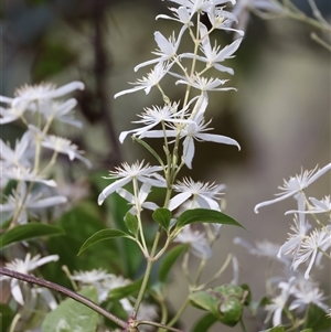 Clematis glycinoides at Woonona, NSW - 15 Sep 2024 02:49 PM